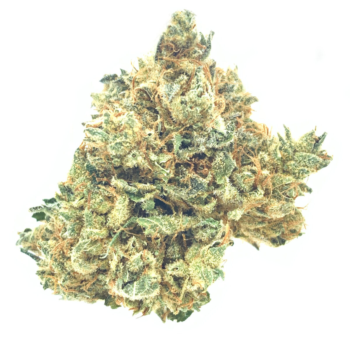 *NEW* Curó Golden Ambrosia