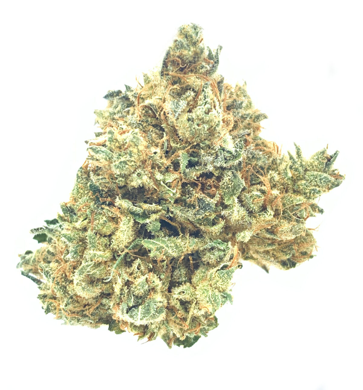 *NEW* Curó Golden Ambrosia