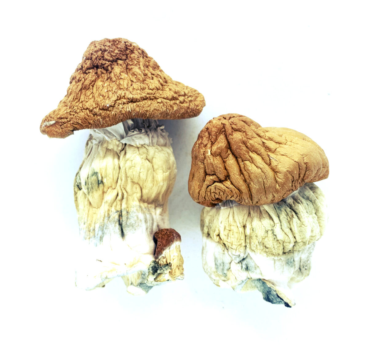 African P.E. Mushrooms & Capsules