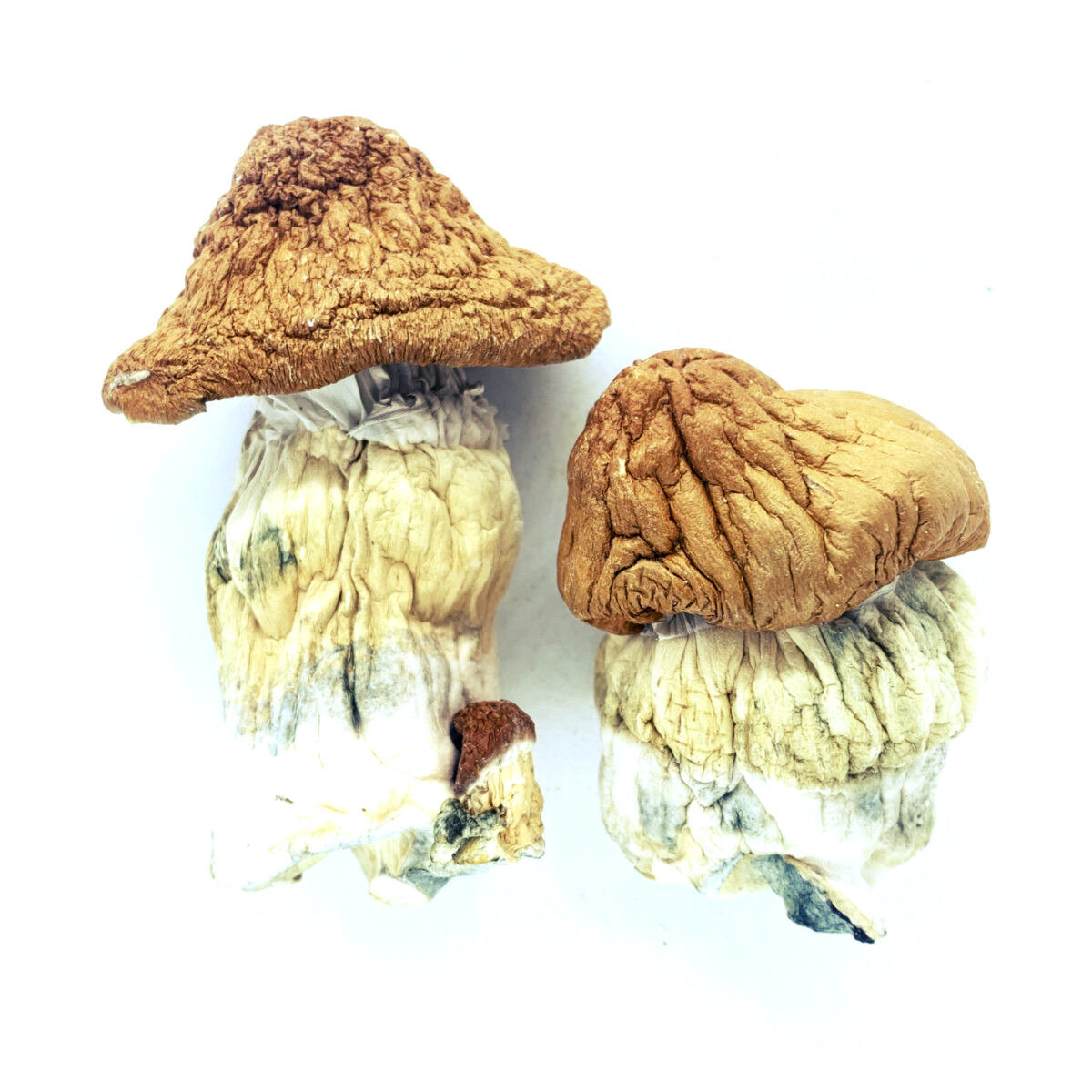 African P.E. Mushrooms & Capsules