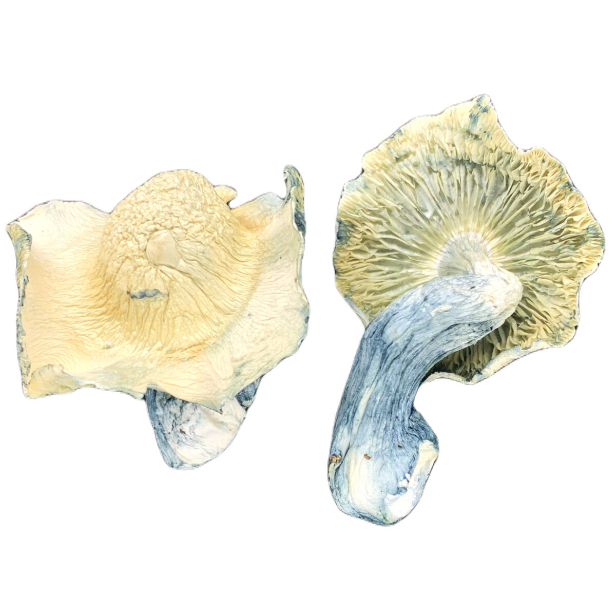 Albino Golden Teachers Mushrooms & Capsules