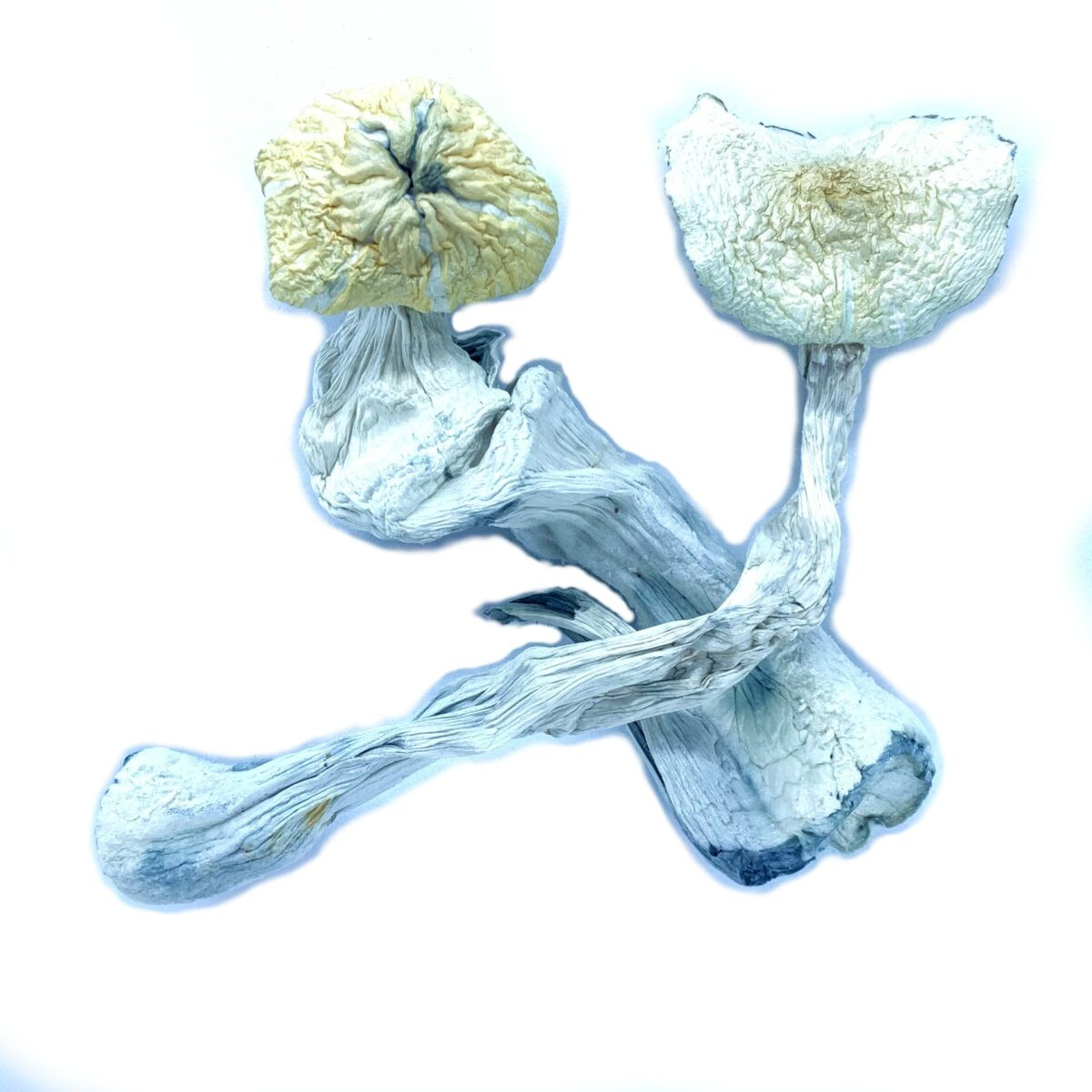 Avery's Albino Mushrooms & Capsules