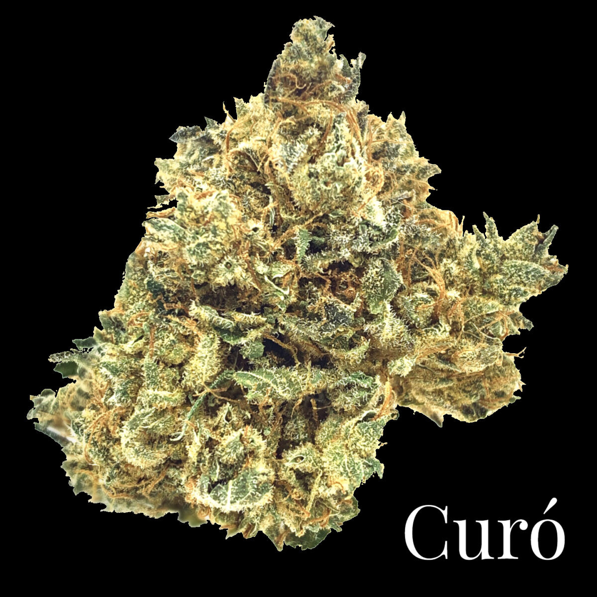 *NEW* Curó Golden Ambrosia