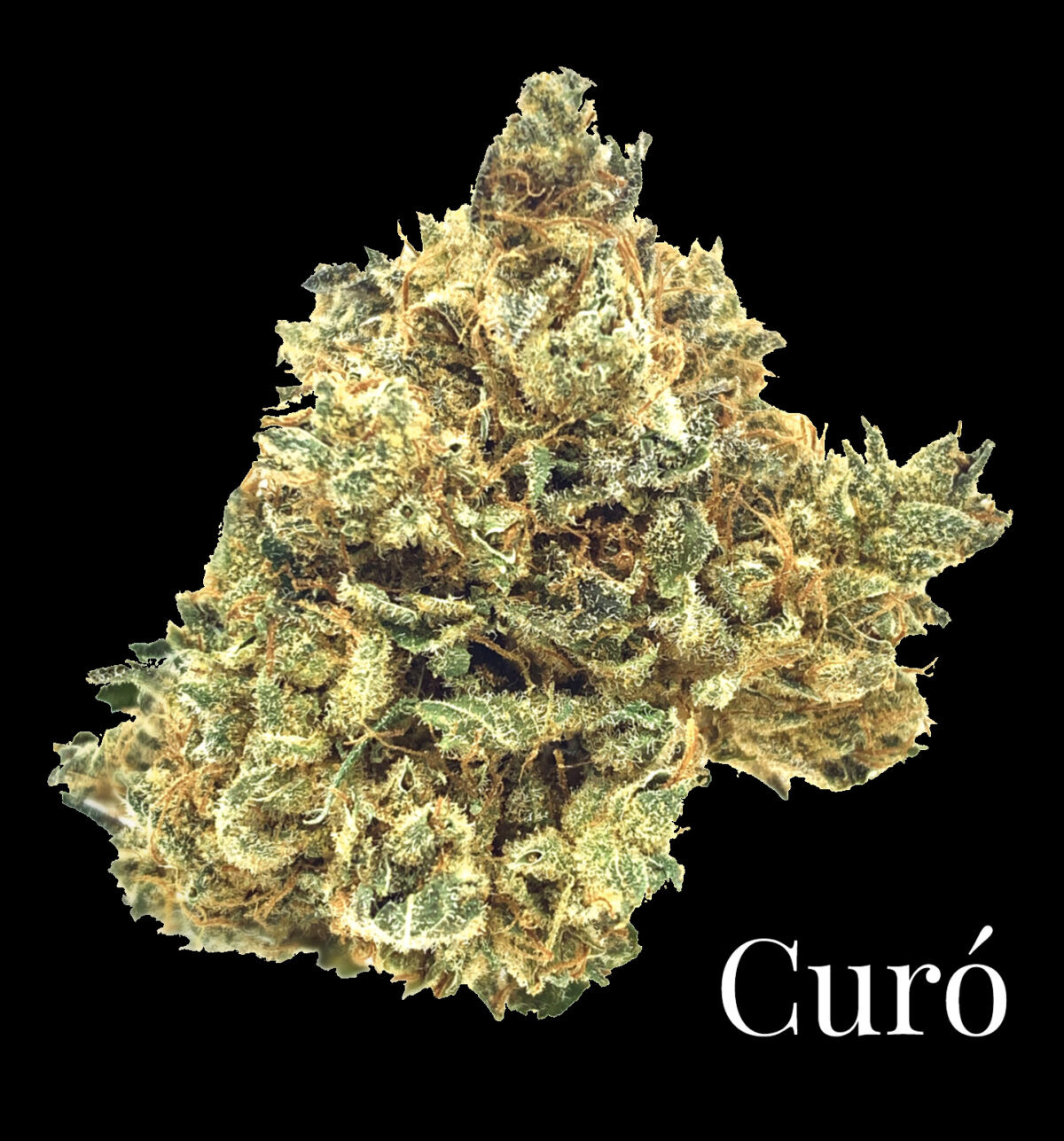 *NEW* Curó Golden Ambrosia
