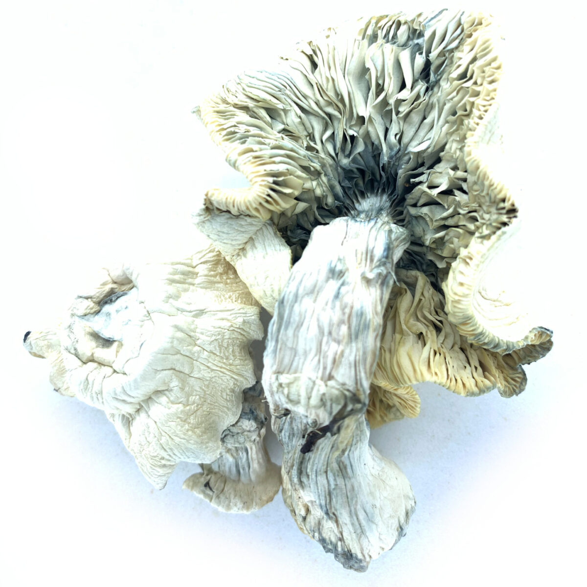 Ghost Dried Mushrooms & Capsules