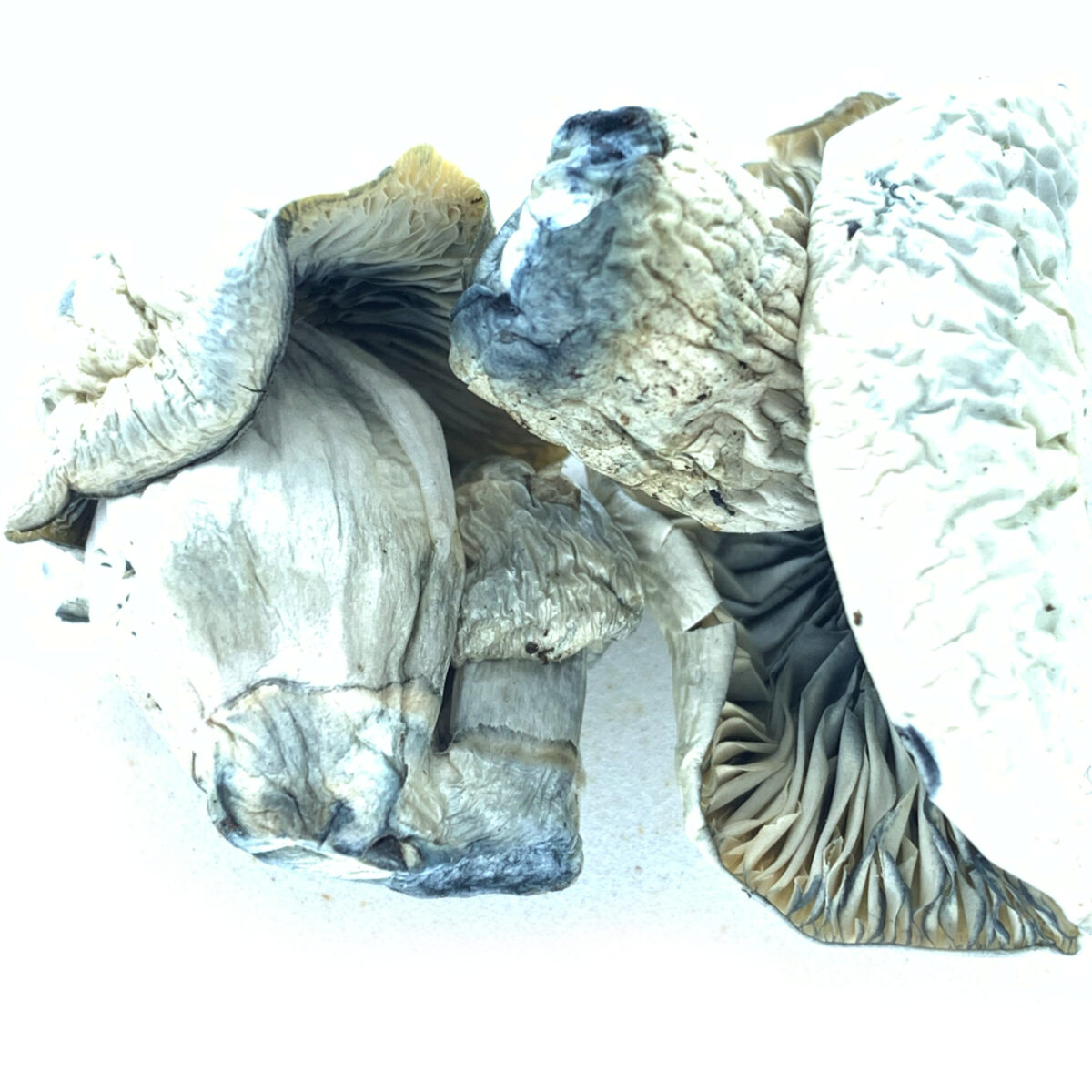 Jack Frost Dried Mushrooms & Capsules