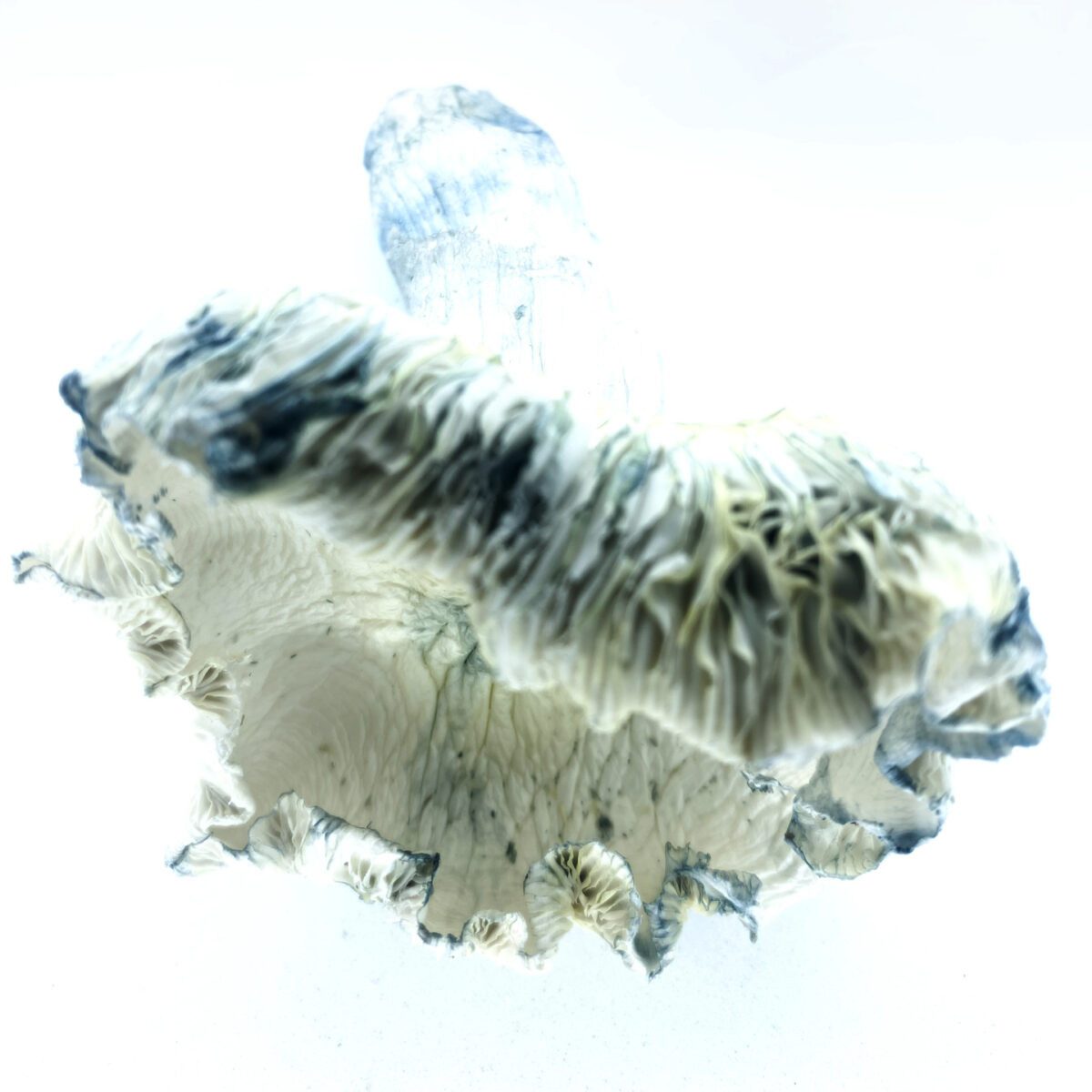 Albino Bluey Vuitton (ABV) Dried Mushrooms & Capsules