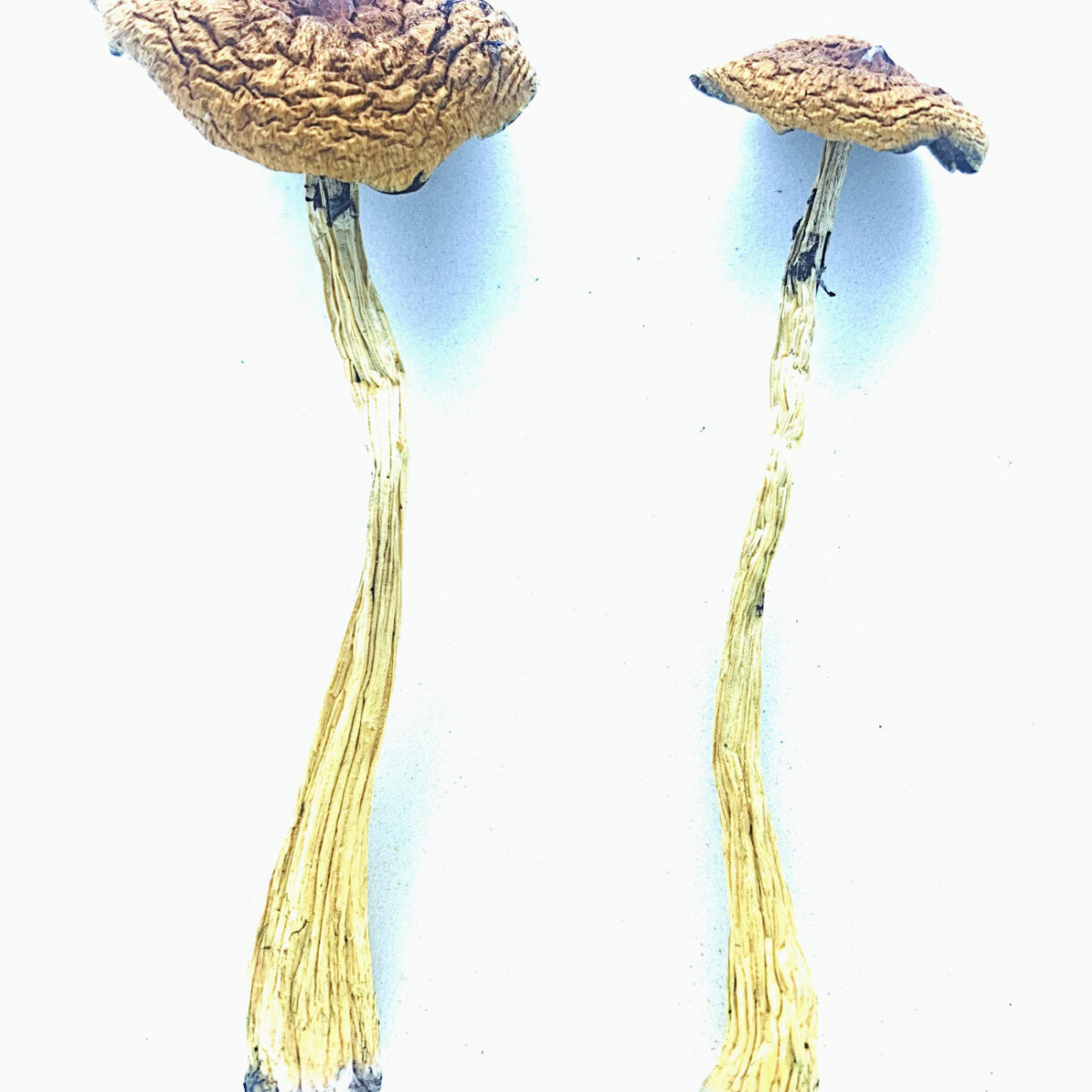 Costa Rican Dried Mushrooms & Capsules