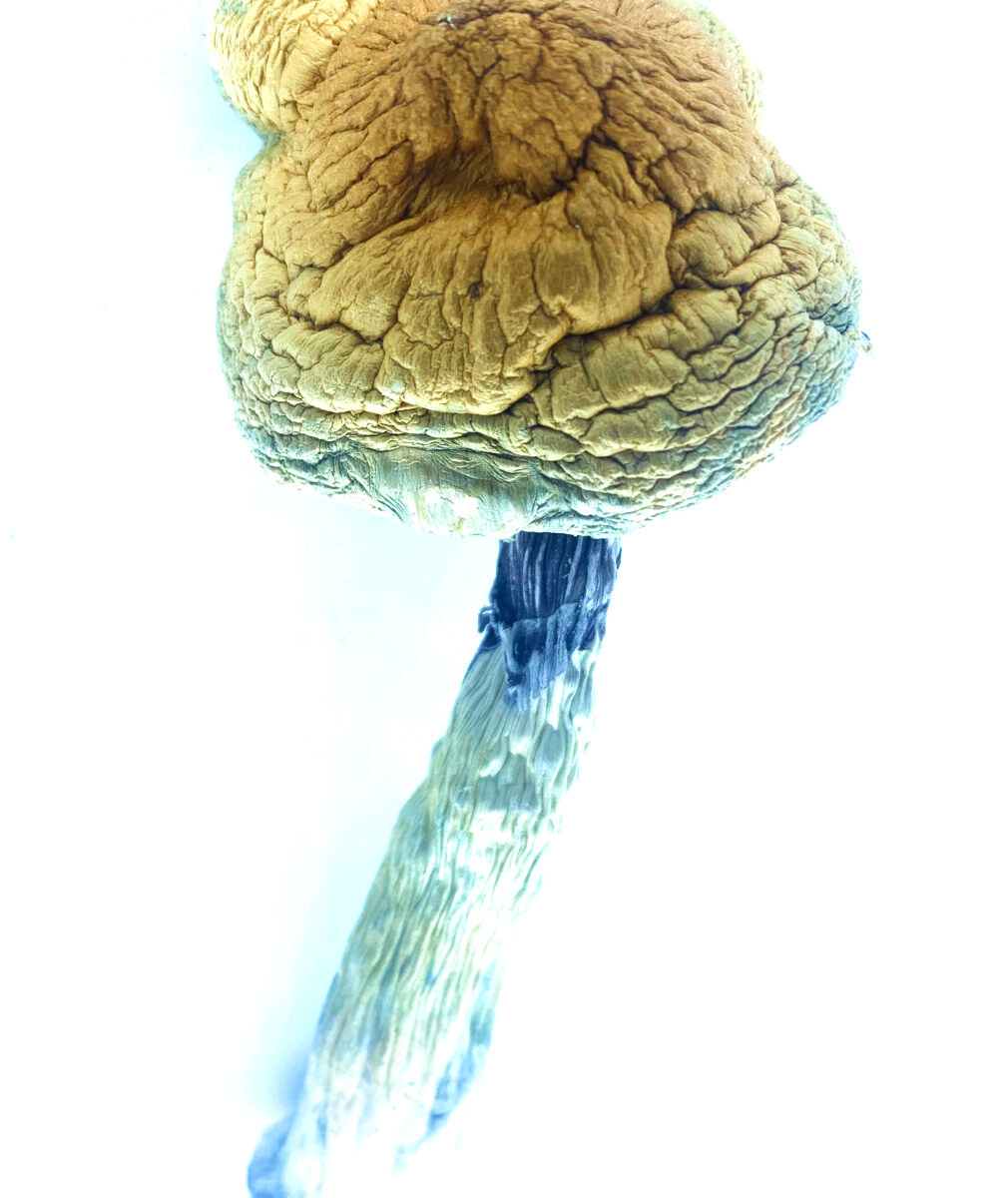 Transkei PE Dried Mushrooms & Capsules