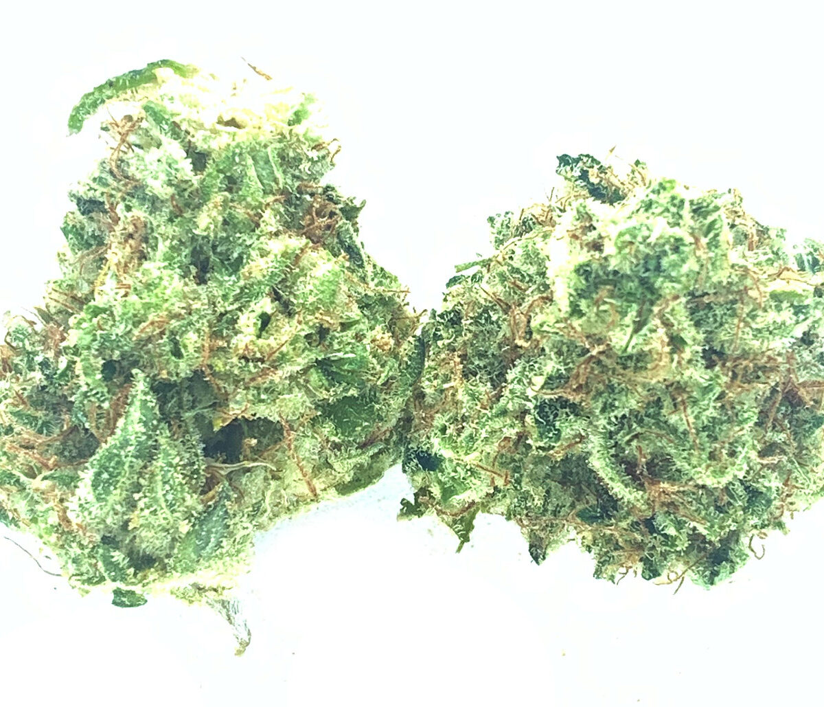 *NEW* Dutch Treat
